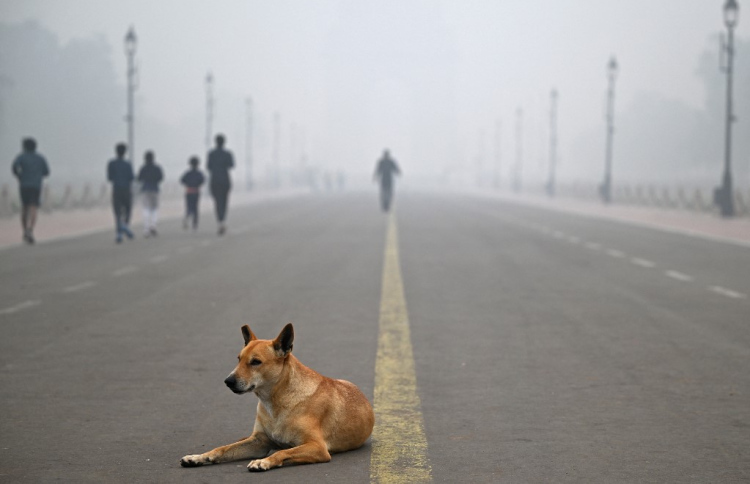 ދިއްލީގެ މަގުތަކުން ކުއްތާ ހިފަން ކޯޓު އަމުރެއް
