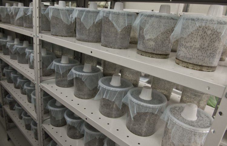 ޖިބޫތީގައި މެލޭރިއާއާ ދެކޮޅަށް "ޖީއެމް" މަދިރި