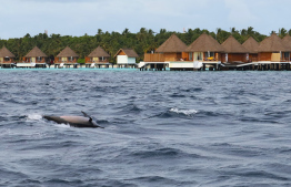 -- Photo: Mercure Maldives Kooddoo