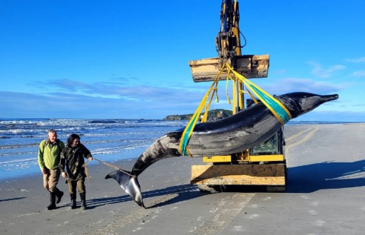 New Zealand Scientists Dissect World's Rarest Whale - The Edition