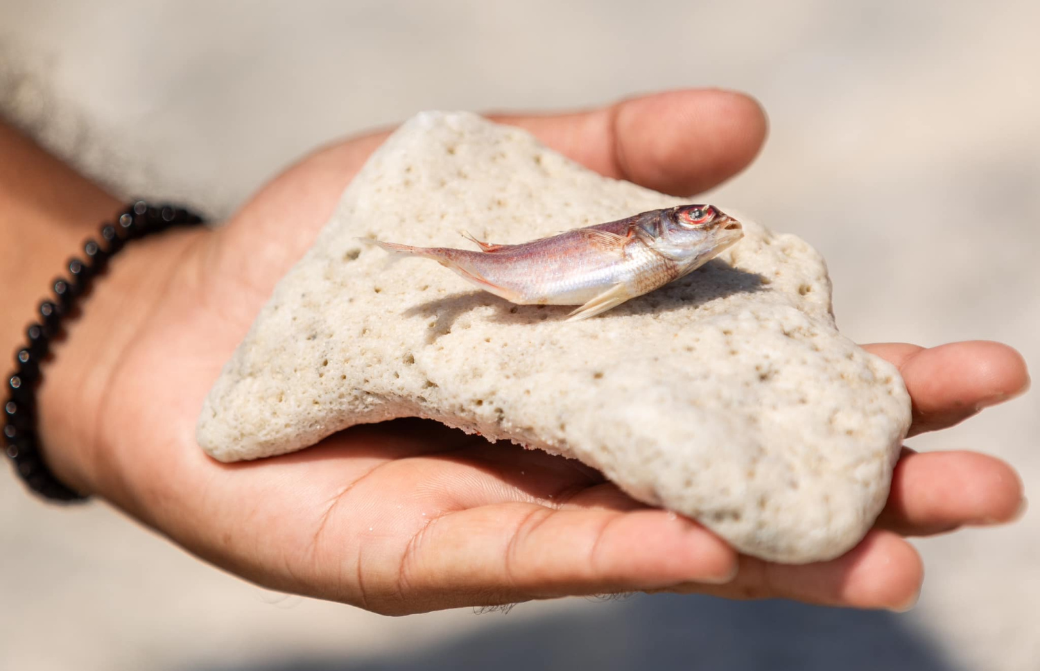 އައްޑޫ ކިނބިވައު ސަރަހައްދަށް މަރުވެގެން ލައްގާފައި އޮތް މަހެއް.-- ފޮޓޯ: އައްޑޫ ނޭޗާ ޕާކް