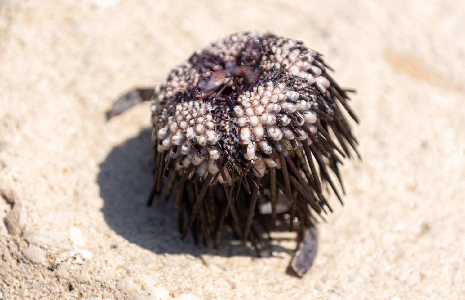 އައްޑޫ ކިނބިވައު ސަރަހައްދަށް މަރުވެގެން ލައްގާފައި އޮތް ދިރުމެއް.-- ފޮޓޯ: އައްޑޫ ނޭޗާ ޕާކް