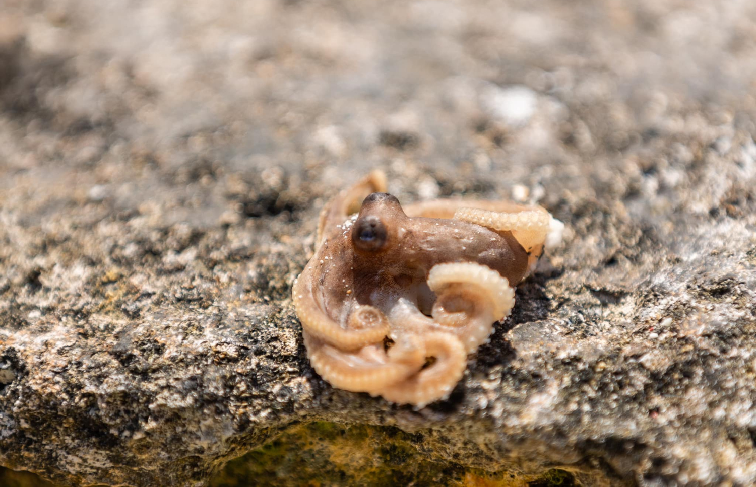 އައްޑޫ ކިނބިވައު ސަރަހައްދަށް މަރުވެގެން ލައްގާފައި އޮތް ބޯވައެއް.-- ފޮޓޯ: އައްޑޫ ނޭޗާ ޕާކް