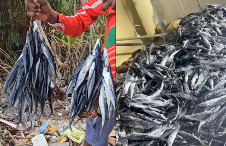 އިރުވައިގެ ފުޅަނގި އީދާ އެކު ބޮޑު މަޖާގަނޑެއް