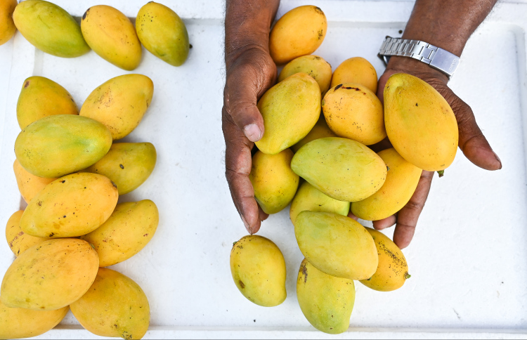 ހަކުރުބަލީގެ މީހުންނަށް އަނބު ރަނގަޅު: ދިރާސާ