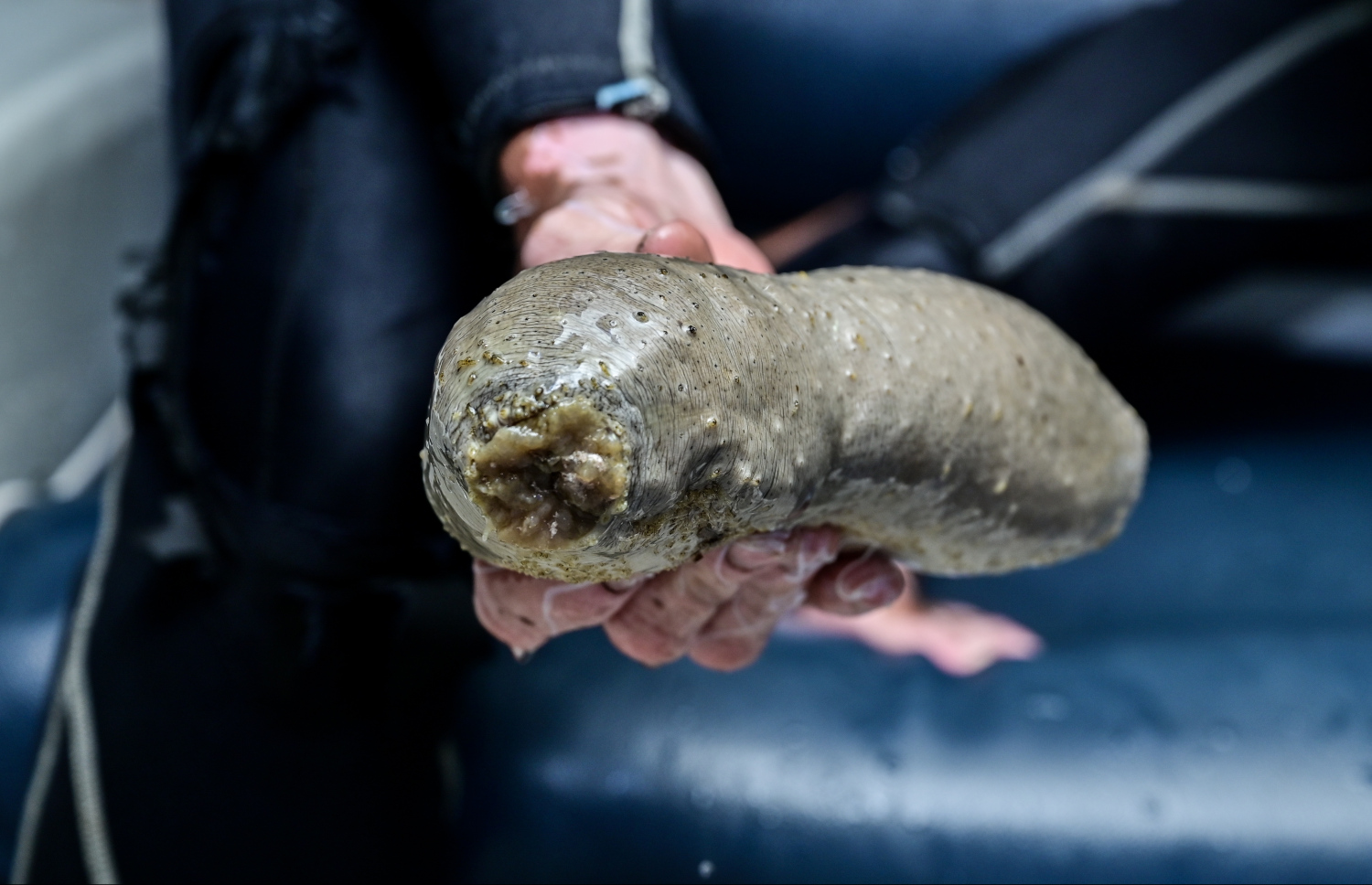 ހުއިފިލަނޑާއެއް. އޭގެ އެންމެ އަގުބޮޑު ބާވަތްތަކަށް އެއްޗަކަށް 250-500ރ. ލިބޭ -- ފޮޓޯ: ފަޔާޒް މޫސާ / މިހާރު