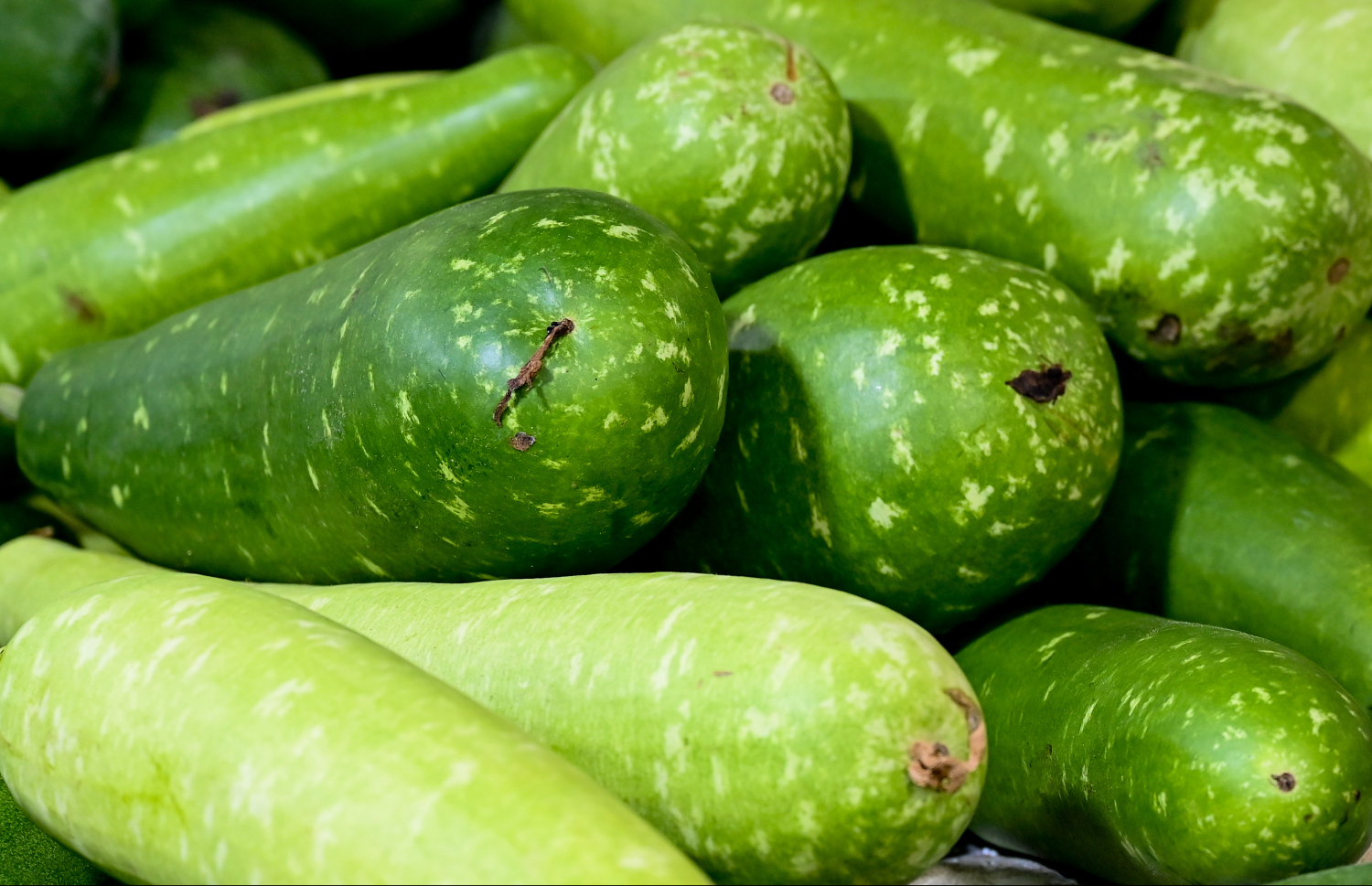 މާލޭގެ މާރުކޭޓުގައި ވިއްކަން ބަހައްޓާގައި ހުރި ގިއްސާ.---ފޮޓޯ: ނިޝާން އަލީ| މިހާރު