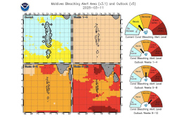 Coral bleaching in Maldives is currently at watch level -- Photo: Coral Reef Watch