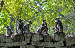 Monkeys are pictured in an enclosure outside the Mihintale temple at Mihintale village, in Anuradhapura on March 14, 2025. Sri Lanka carried out a nationwide census on March 15, of nuisance wildlife, including monkeys and peacocks, in a bid to prepare countermeasures to protect crops, officials said. (Photo by Ishara S. KODIKARA / AFP)