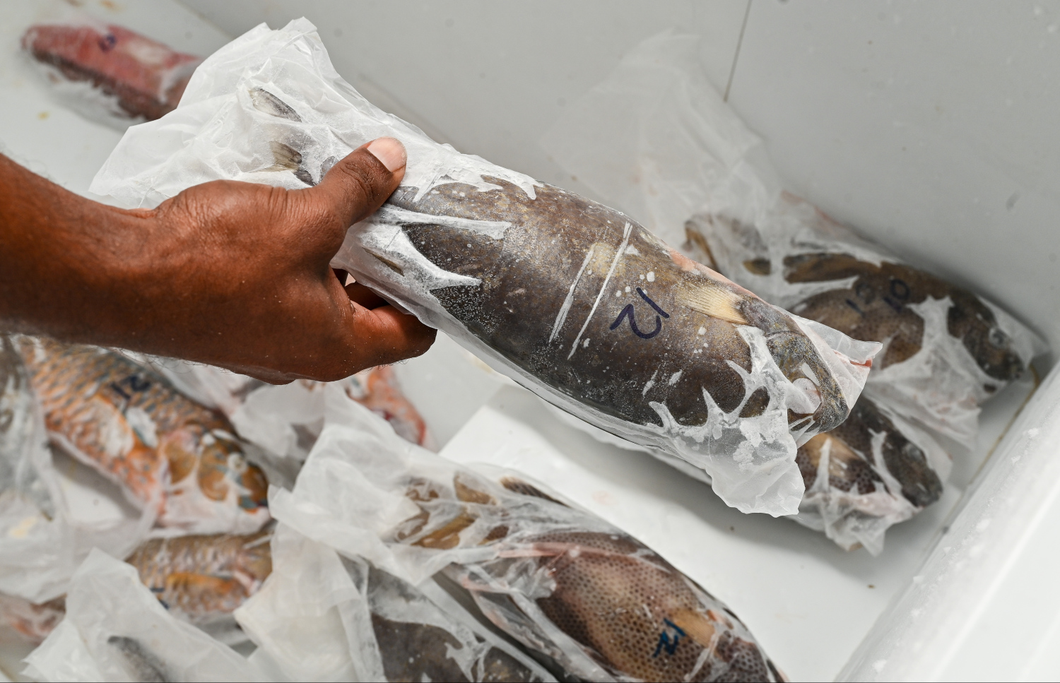 އިއްޒަތާއި ޝުހުރަތު ފެކް ކޮށްފައި ހުރ މަސްތަކެއް ދައްކާލަނީ: މަސްތައް ގަނޑުކުރަން ބަހައްޓަނީ ކިލޯ ކިރާ، އަގު ވެސް ޖަހާފައި -- ފޮޓޯ: ފަޔާޒް މޫސާ / މިހާރު