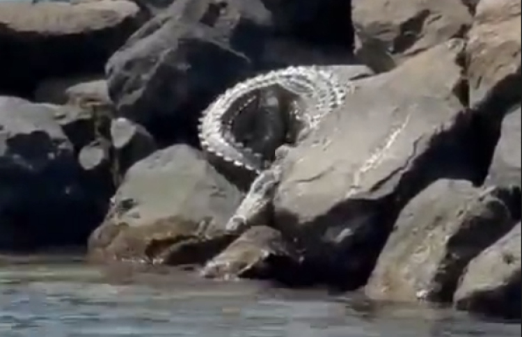 ކިނބުލެއް ފެނިގެން ސިފައިން ހަރަކާތްތެރިިވަނީ