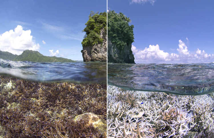 ގާ ހުދުވުން: ފަރުތަކުގެ 84 ޕަސެންޓަށް ފެތުރިއްޖެ