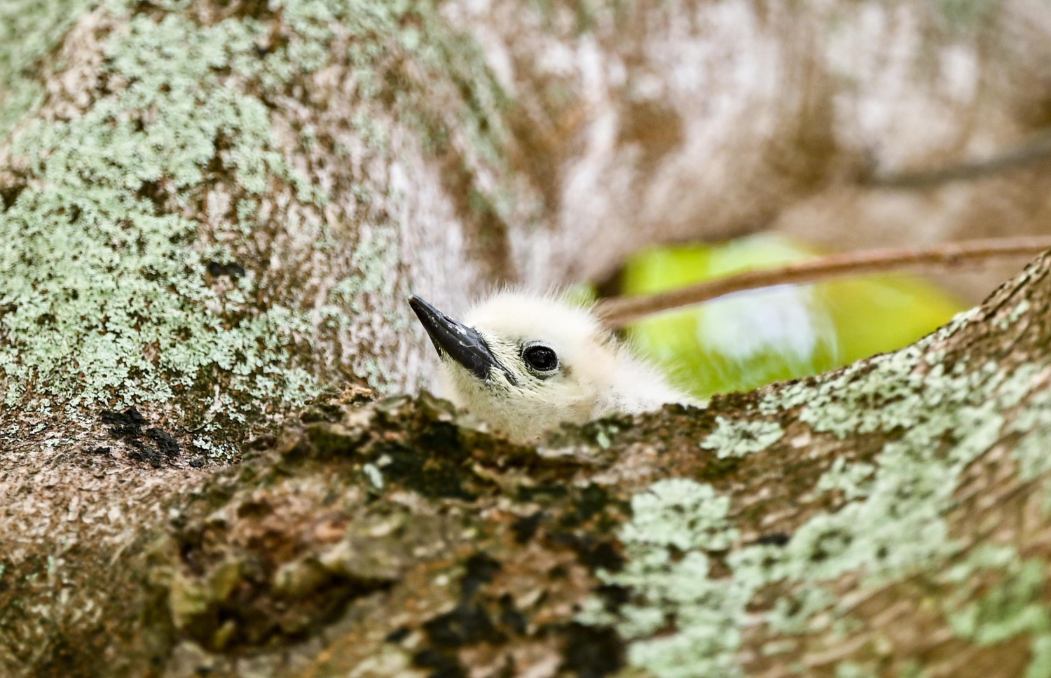 އައްޑޫ ހިތަދޫގެ ގަހެއްގައި އިން ޅަ ދޮންދީނިއެއް.-- ފޮޓޯ: ފަޔާޒް މޫސާ | މިހާރު