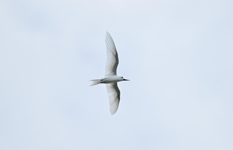 އައިންމަތީ ދޫނި މަދުވެއްޖެ، ތޭރަވާ ގެއްލިއްޖެ