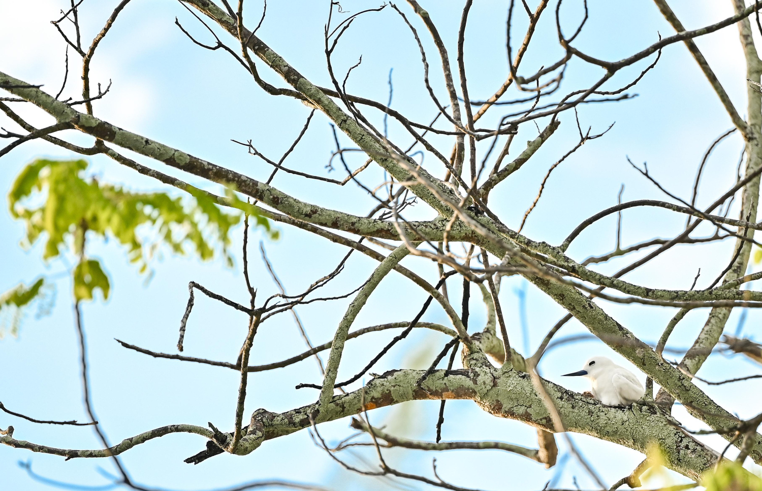 އައްޑޫ ގަމުގެ ގަހެއްގެ އޮފިގަނޑެއް މަތީގައި ދޮންދީނިއެއް މަޑުކޮށްލައިގެން.-- ފޮޓޯ: ފަޔާޒް މޫސާ | މިހާރު