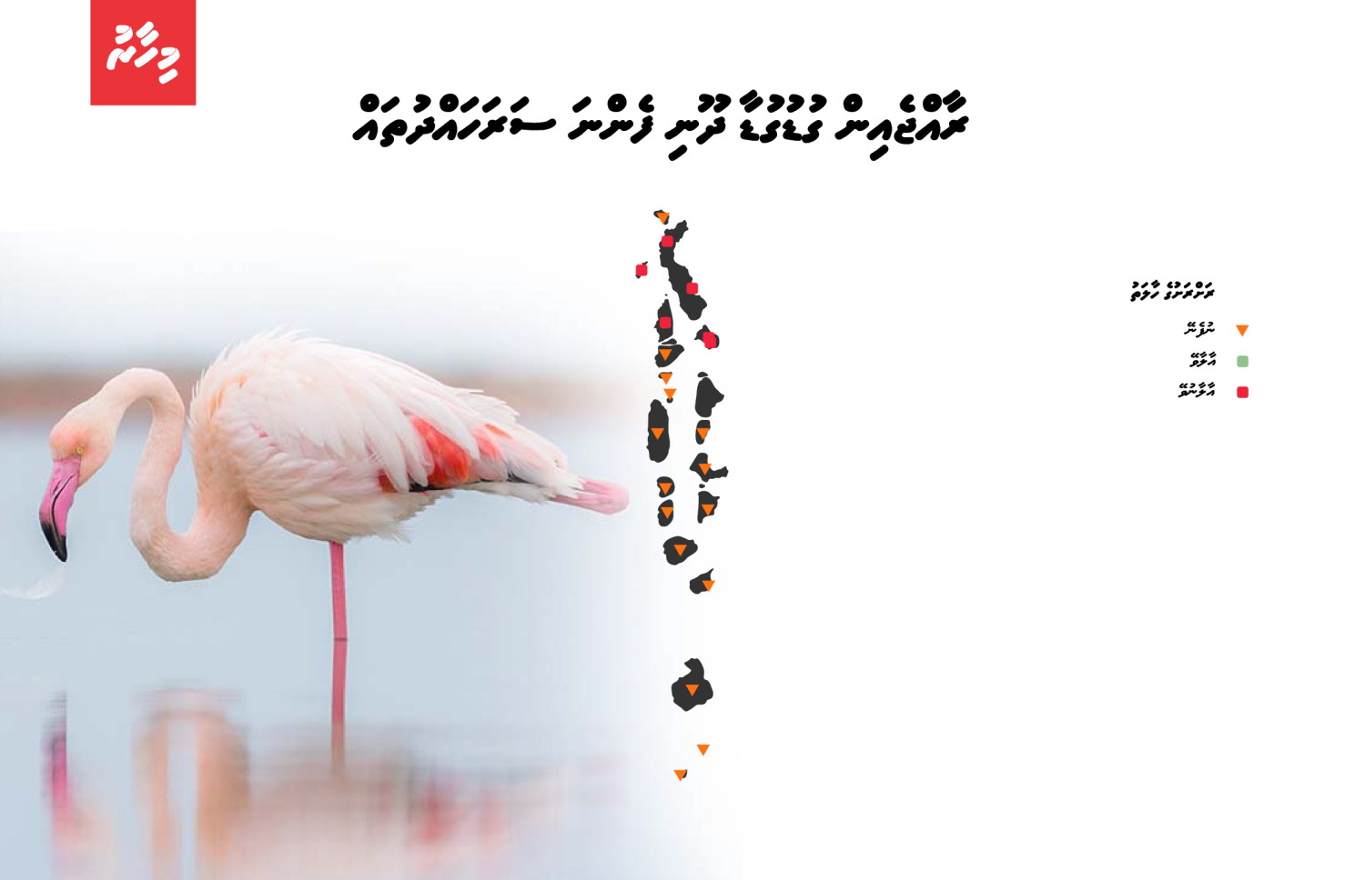 ރާއްޖެއިން ގުޑުގުޑާ ދޫނި ފެންނަ ސަރަހައްދުތައް | މައުލޫމާތު: ދިވެހިރާއްޖޭގައި އާލާވާ ދޫނި އަދި ހިޖުރަކުރާ ދޫނީގެ ހާލަތު 2025