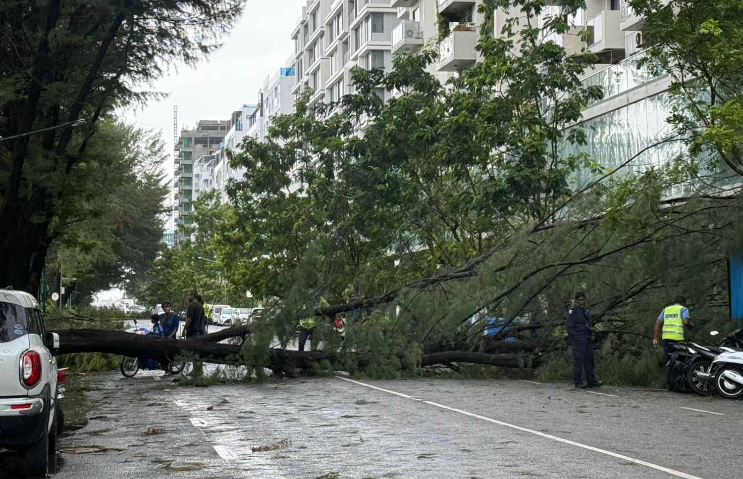 ހުޅުމާލެ ފިތުރޯނު މަގުގައި ހުރި ބޮޑު ފިތުރޯނު ގަހެއް ވެއްޓިފައި--- ފޮޓޯ؛ މިހާރު