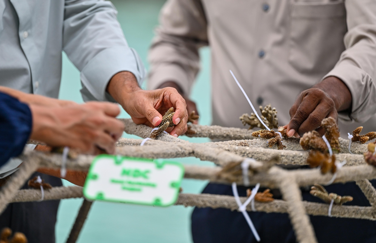 ހުޅުމާލެ ޗެނަލް ޕާކުގައި މުރަކަ އާލާކުރުމަށް "ކޮރަލް ގާޑެން" ޕްރޮޖެކްޓް ފެށުމަށް ބޭއްވި ހަފުލާ: އެ ސަރަހައްދުގައި އިންދާ މުރަކަ މޫދަށް ތިރިކުރަން ރެޑީކޮށްފައި.-- ފޮޓޯ: ފަޔާޒް މޫސާ | މިހާރު