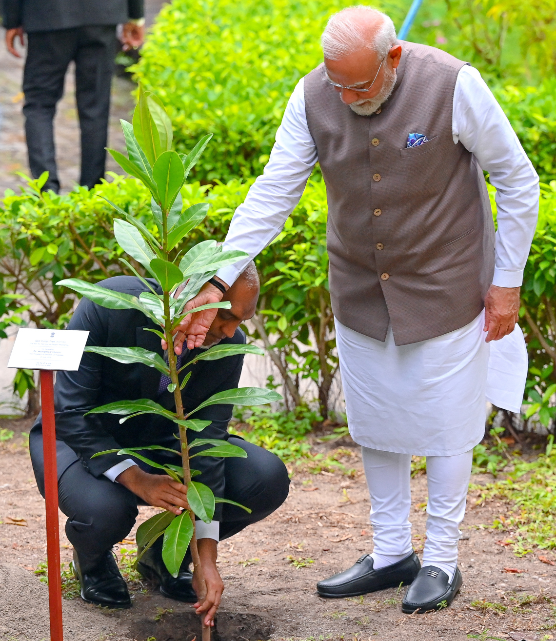 އިންޑިއާގެ ބޮޑު ވަޒީިރު ނަރެންދުރަ މޯދީ ރާއްޖެއަށް މިހާރު ކުރައްވާ ފުރަމާނަ ދަތުރުފުޅުގައި ސަލްޓަން ޕާކްގައި ގަހެއް އިންދަވަނީ -- ފޮޓޯ: ނިޝާން އަލީ | މިހާރު