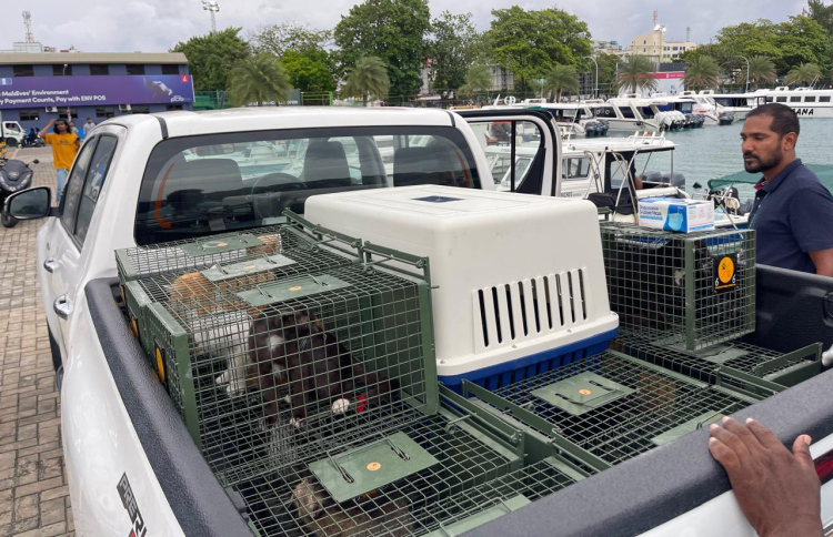 އޮޅުހިޔާގެ ޖާގަ ބޮޑުކޮށް، އިތުރު 75 ބުޅާ ގެންގޮސްފި