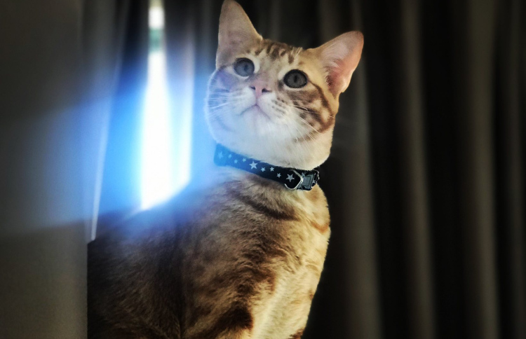 ބުޅާމަރާލުމުން ދެބެއިންގެ މެދުގައި މައްސަލަޖެހި ޕޮލިހަށް