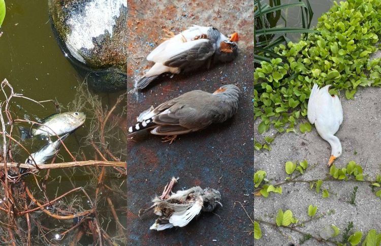 ހުޅުދޫ ޑަކް ޕާކުގެ ދޫނިތަކާއި މަސްތައް މަރާލައިފި