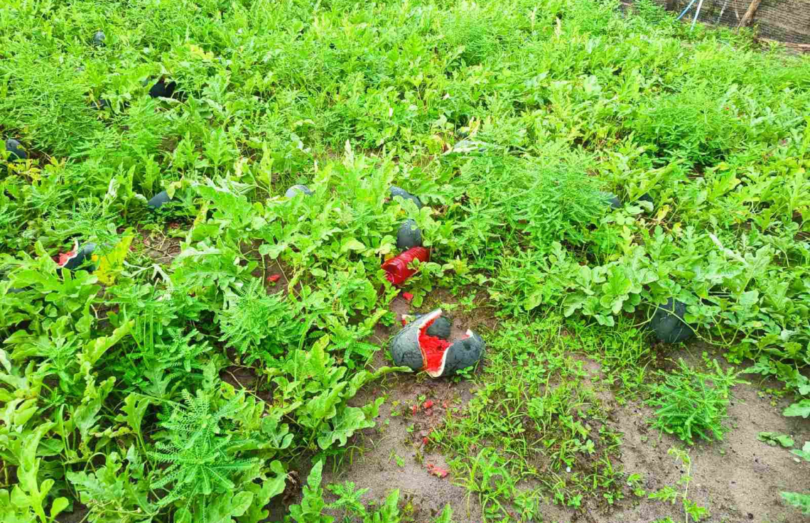 ކުމުންދޫގެ ދަނޑުތަކަށް ބަޔަކު ގެއްލުންދީފައި.