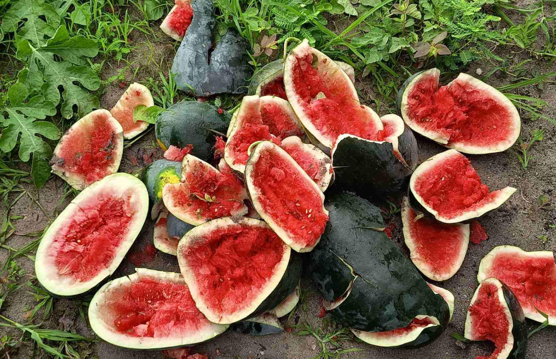 ކުމުންދޫގެ ދަނޑުތަކަށް ބަޔަކު ގެއްލުން ދީފި