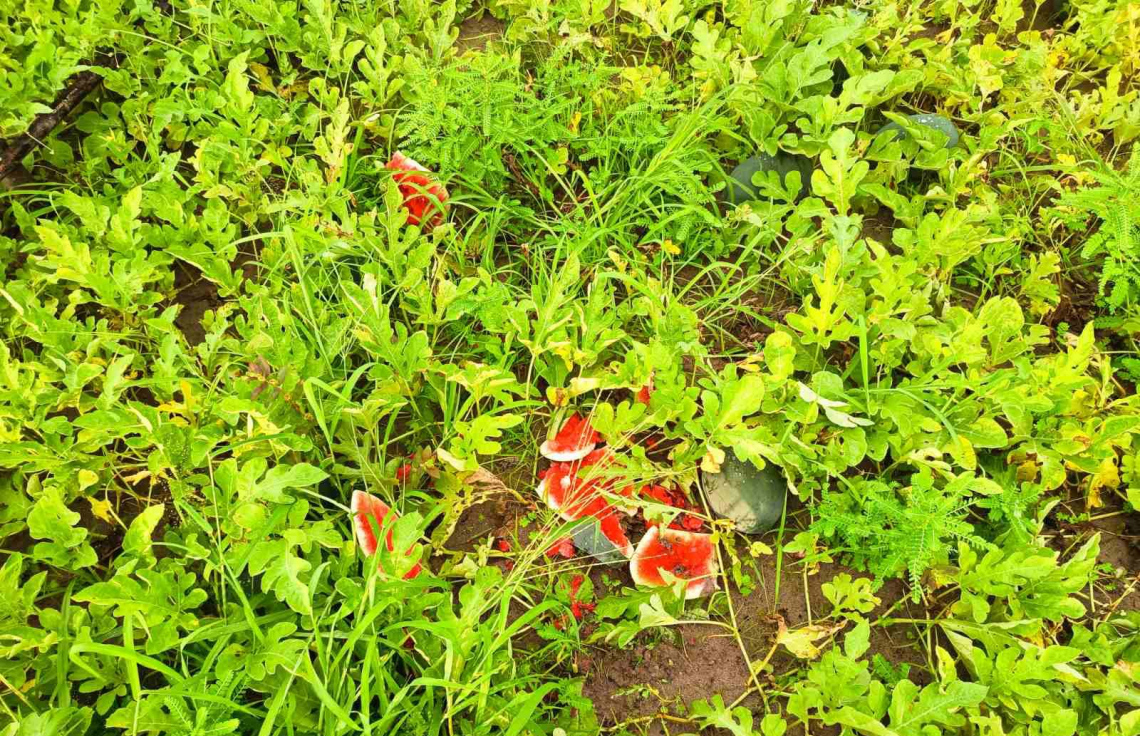 ދަނޑުގައި ހުރި ކަރާތަކަށް ގެއްލުންދީފައި.