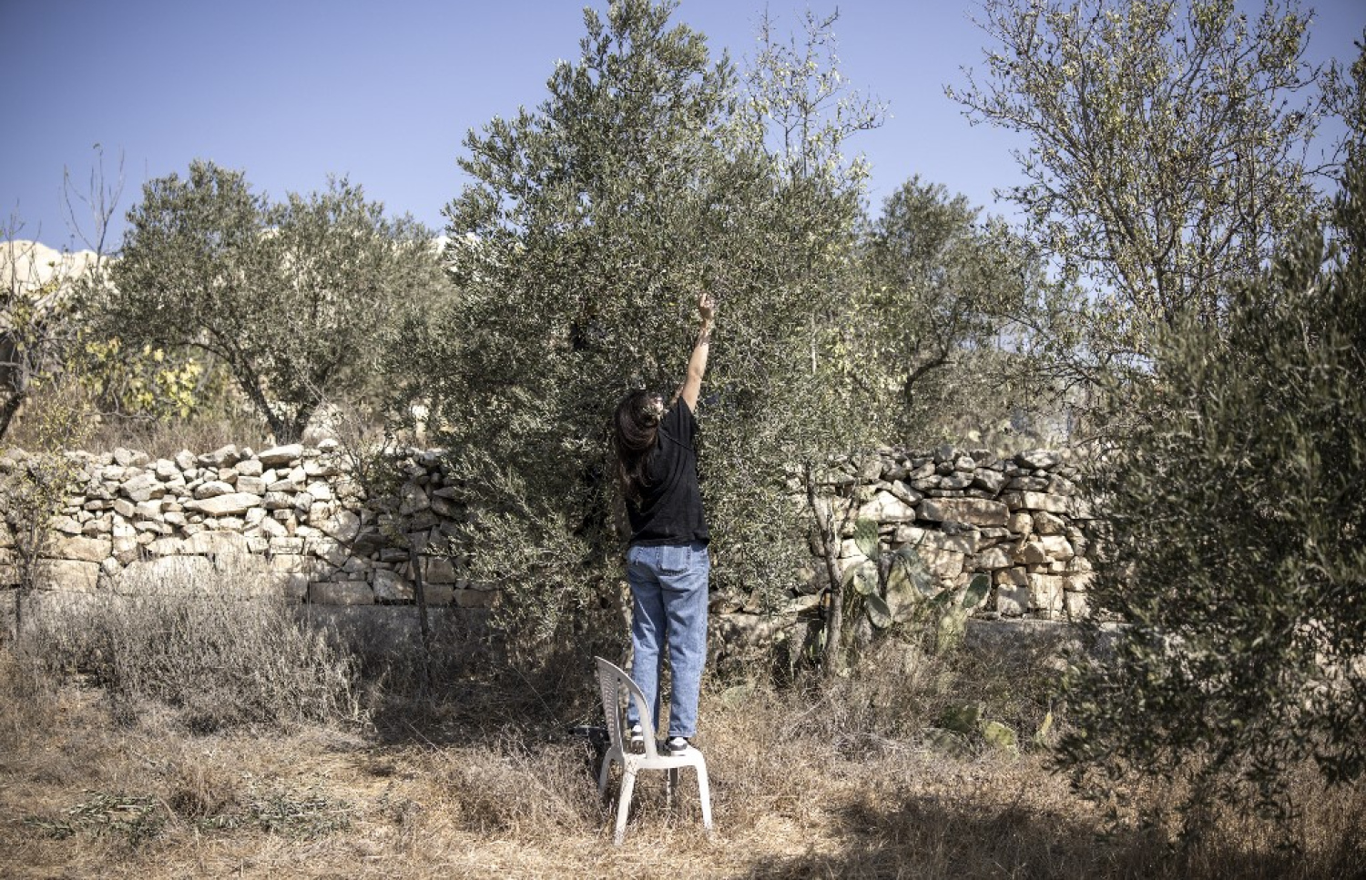 ބޭރުގެ ވޮލަންޓިއަރެއް ފަލަސްތީނުގެ ދަނޑުވެރިންނަށް ޒައިތޫނި ބިނދެދެނީ. -- ފޮޓޯ: އޭއެފްޕީ