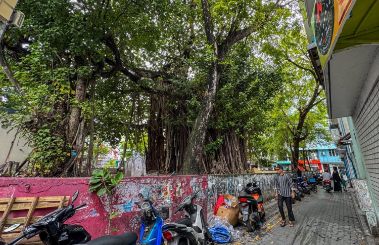 މައްޗަންގޮޅި ސަހަރާގައި ހުރި ނިކަގަސް ނަގަނީ