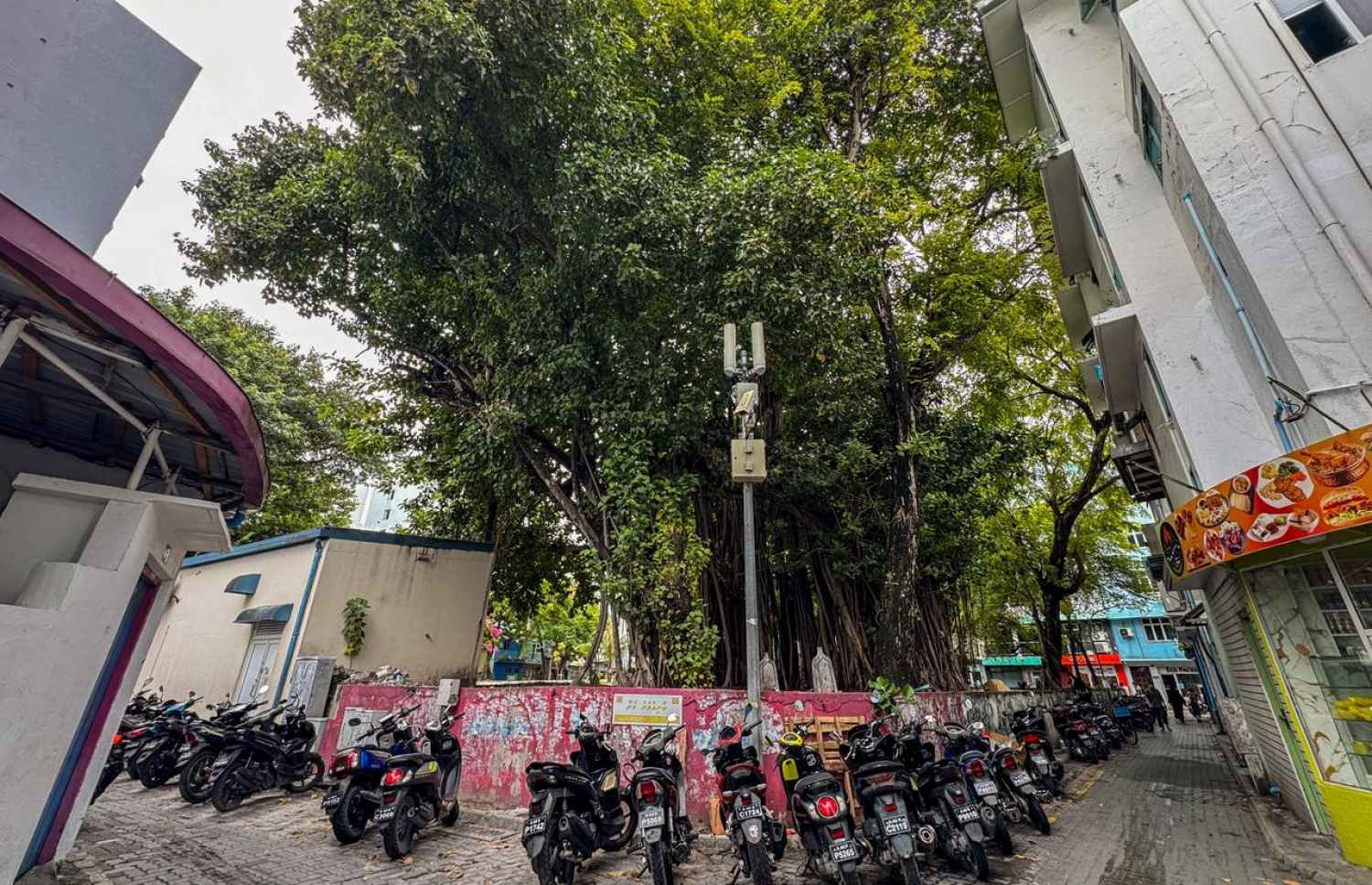 މައްޗަންގޮޅި ސަހަރާގައި ހުންނަ ނިކަގަސް: އާންމުންނަށް އުނދަގޫވާތީ މި ގަސް ނަގަން ވަނީ ނިންމައިފައި.-- ފޮޓޯ: ނިޝާން އަލީ | މިހާރު