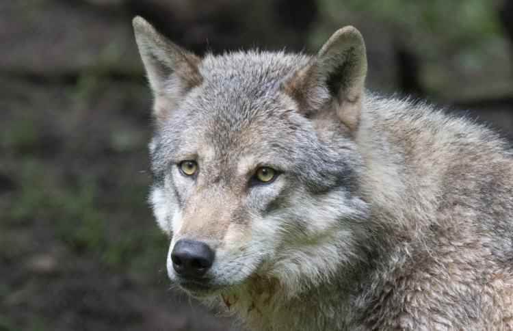 މިނިކާކުއްތާ ހަމަލާދީ އިންޑިއާއިން 9 މީހަކު މަރާލައިފި