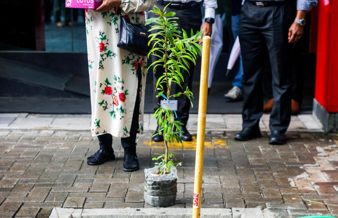 ފަސް މިލިއަން ގަސް ޕްރޮގްރާމްގެ ދަށުން ވިލިމާލޭގައި 500 ގަސް އިންދުމަށް ބޭއްވި ހަރަކާތުގައި އިންދި ގަހެއް.-- ފޮޓޯ: ތިމާވެއްޓާ ބެހޭ މިނިސްޓްރީ