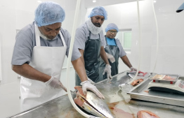 މިފްކޯ އިން ފުވައްމުލަކުގައި ހަދާފައިވާ މަސް ފެކްޓަރީގައި ބަޔަކު މަސް ކަނޑަނީ.-- ފޮޓޯ: މިފްކޯ