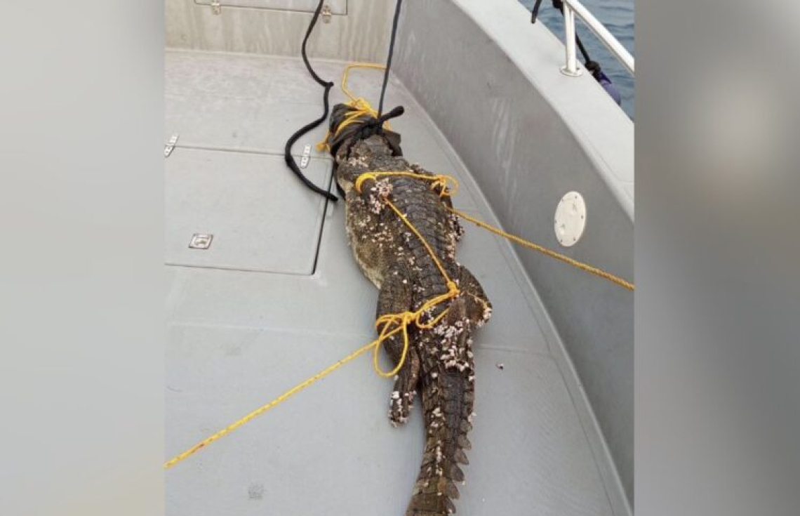 Guraidhoo kairin fenunu kinbuleh Raajje naadhevey gothah dhookollanee