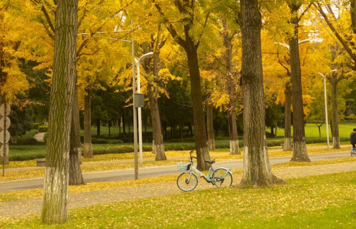 ޗައިނާގެ ބޭސްވެރިކަމުގައި އެންމެ މުހިންމު އެއް ގަސް "ގިންކޯ ބިލޯބާ" ގަސްތަކެއް ހައްދާފައި--- ފޮޓޯ: މިހާރު