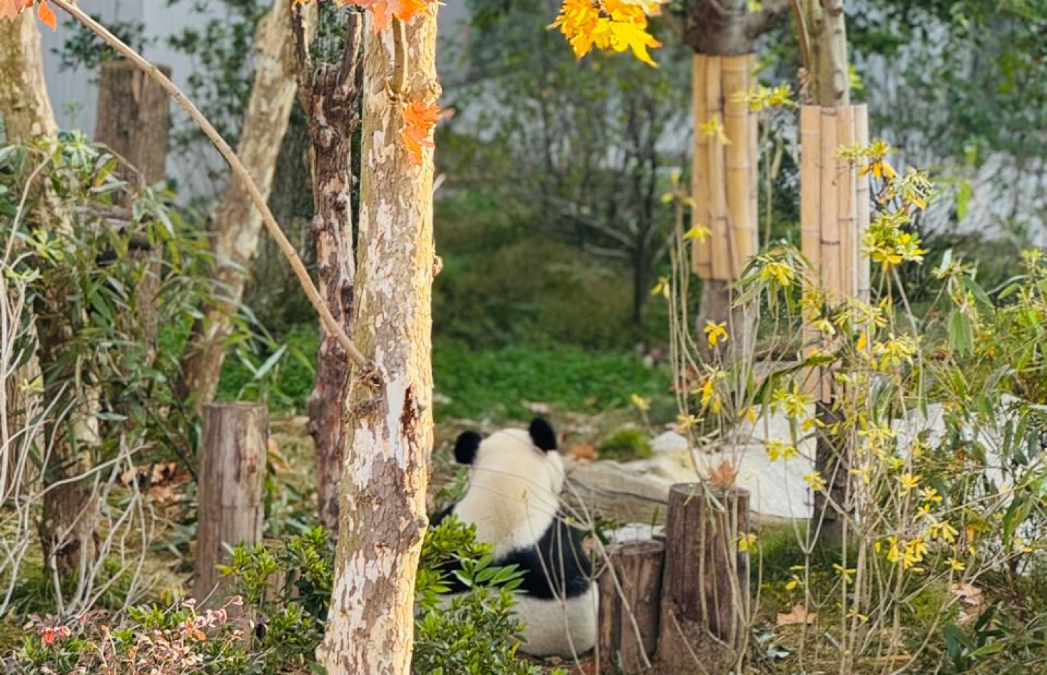 ޗެންޑޫގެ ޕެންޑާ ބޭސް-- ފޮޓޯ: މިހާރު