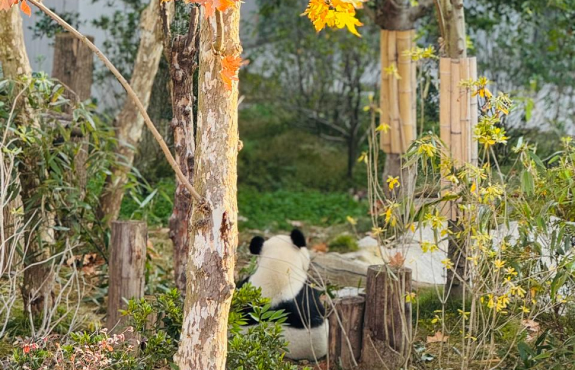 ޗެންޑޫގެ ޕެންޑާ ބޭސް-- ފޮޓޯ: މިހާރު