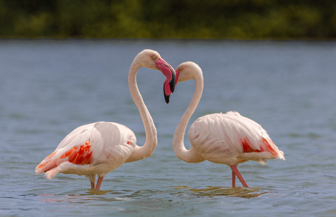 Dhooni hijura kuraa moosun feshijje, ERA in edhunee goanaa nukuran!