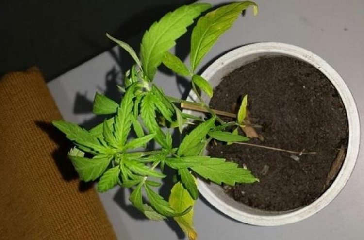 ކެނަބިސް ގަސް ހެއްދި މީހަކު 100 އަހަރަށް ޖަލަށް