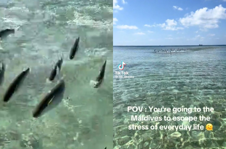 މަސްތަކެއް ފުމޭތަން ފެނިގެން ޓޫރިސްޓަކު ބިރުން